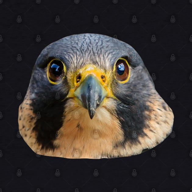 Eyes of the Peregrine by dalyndigaital2@gmail.com